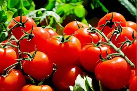 这种毒素存在致癌风险！和你常吃的西红柿有关……图片