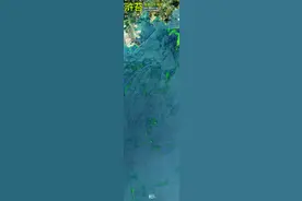 卫星直击：浒苔侵袭青岛附近海域图片