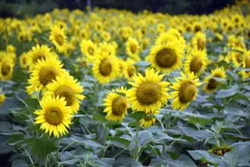 北京奥森百亩向日葵进入盛花期花好景色美图片