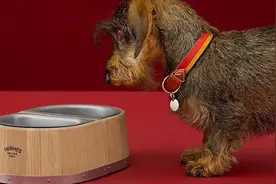 “宠”出的时尚，狗狗也要穿高定拍大片图片