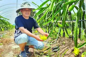 新农人徐牧转行在惠州惠阳平潭光辉村从事特色种植图片