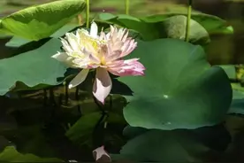 一荷双色！广州莲花山惊现荷花奇观图片