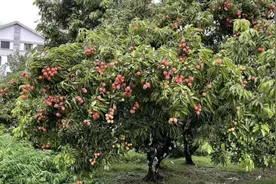 「科学」吃荔枝惹来“杀身之祸”？几招避免“荔枝病”图片