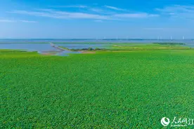 江苏泗洪：荷香漫湿地 鹭舞洪泽湖图片