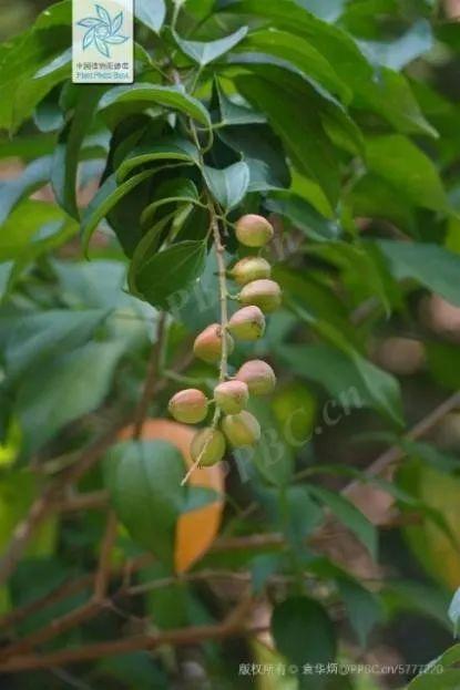 种子里的隐秘杀手丨凡此种种