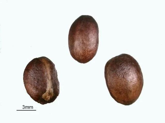 种子里的隐秘杀手丨凡此种种