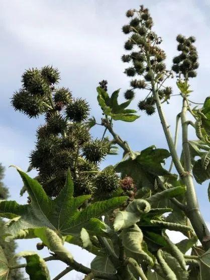 种子里的隐秘杀手丨凡此种种