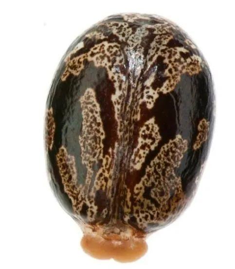 种子里的隐秘杀手丨凡此种种