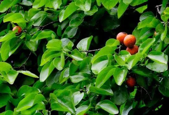 种子里的隐秘杀手丨凡此种种