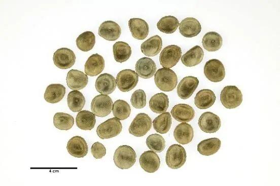 种子里的隐秘杀手丨凡此种种