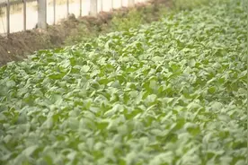 夏日炎炎，金山大棚果蔬降温有“凉”策！图片