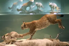 朱鹮、猞猁、普氏野马……这个暑假看野生动物又多一去处图片