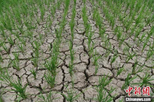 四川干旱玉米枯死了