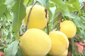 炎陵黄桃熟了②图片