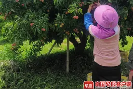 压轴登场！广西晚熟荔枝上市，这个品种收购价达100元/公斤图片