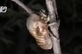 夜晚江边蹲守7小时，捕捉“金蝉脱壳”上热搜图片