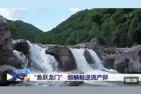 “鱼跃龙门”细鳞鲑逆流产卵图片