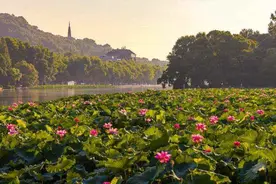 晨昏美景、碧水蓝天、水清荷红……被夏日西湖美到了图片