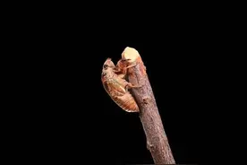 捡到了蝉蜕不要扔，它有这些功效图片