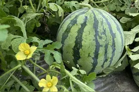 天这么热，西瓜一次吃不完如何“安全过夜”？图片