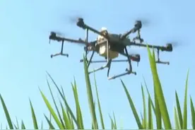 30秒｜四川大竹无人机“夏管”忙 1小时可完成100亩稻田农药喷洒作业图片