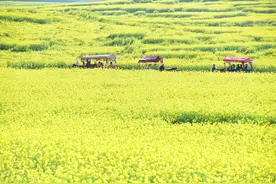 单位组织员工旅游能抵扣年休假吗？法官释法图片