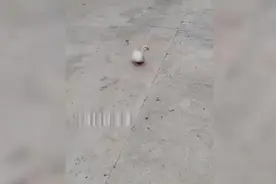 战术性认怂！小鹅1秒卧倒装死躲避攻击 小狗走后满血复活飞奔逃离图片