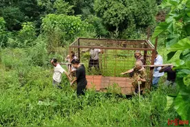 黑熊闯入四川乐至村庄来历成谜：周边地区3家养殖场否认有熊出逃 警方正调查来源图片