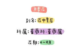 不认识花草？这份花草图鉴收好图片