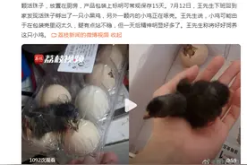 哭笑不得！南京市民网购活珠子，因天太热孵出小鸡图片
