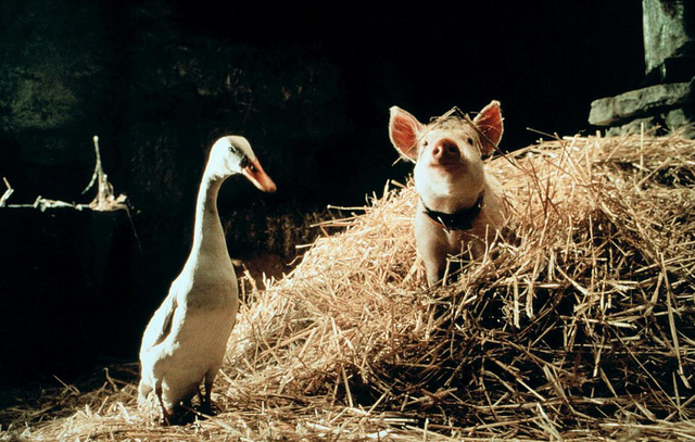 ������ͬ��ֻ�����۳��سԻ�����ʱ�����ö���ű���ע