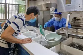 今夏性价比最高的虾来了！基围虾大量上市、价入谷底，菜场零售25至30元一斤图片