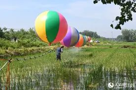 江苏泗洪：巧用气球喷洒农药图片