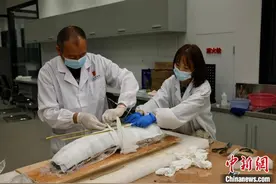 走进三星堆“象牙修复突击队”：如何攻克世界性文保难题图片