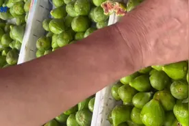 烟台无花果春果大量上市！逢连阴雨天气价格不高图片