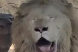 气温逼近40℃，非洲狮子在杭州“热成狗”