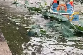 大明湖群鱼“跃龙门”真相来了图片