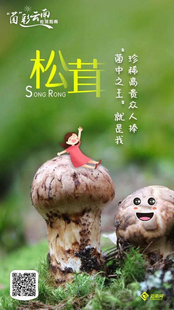 吃菌不迷路，2022云南吃菌打卡点来了