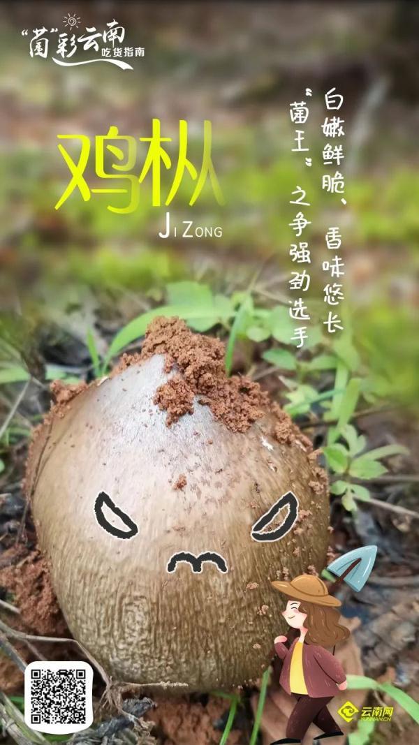 吃菌不迷路，2022云南吃菌打卡点来了