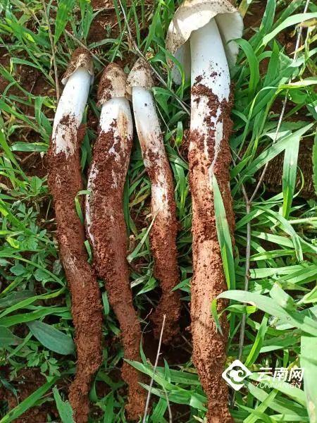 吃菌不迷路，2022云南吃菌打卡点来了