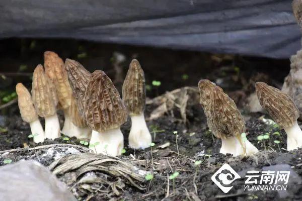 吃菌不迷路，2022云南吃菌打卡点来了