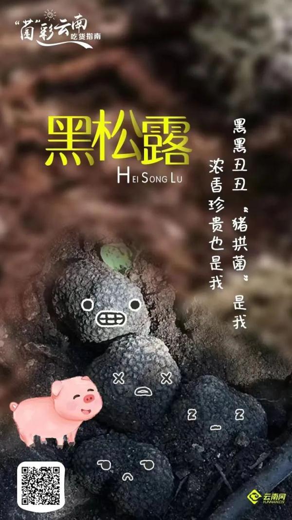 吃菌不迷路，2022云南吃菌打卡点来了