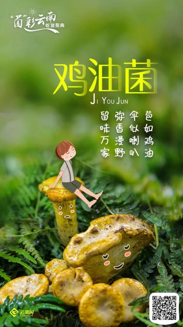 吃菌不迷路，2022云南吃菌打卡点来了