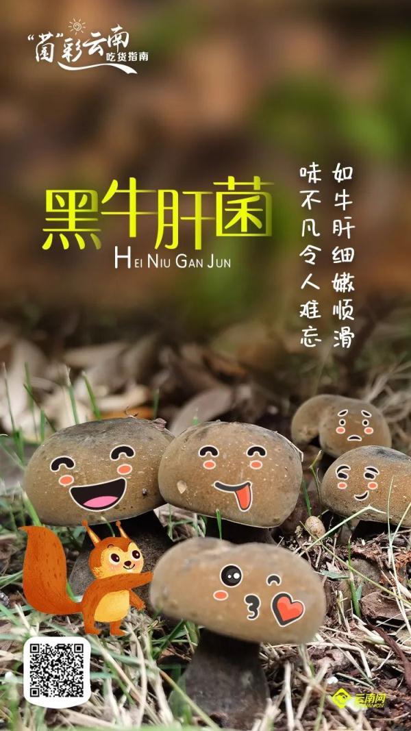 吃菌不迷路，2022云南吃菌打卡点来了