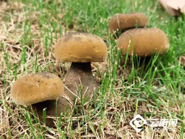 吃菌不迷路，2022云南吃菌打卡点来了