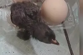 意外之喜！南京市民网购活珠子因天太热孵出小鸡图片