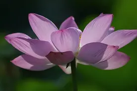 夏日荷花“莲莲看”河南自古可赏莲图片