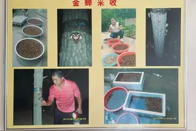 夏日爆款“知了猴”不只野生，宝山镇养殖大户亩产可达一万只图片