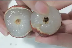 荔枝里有虫子？植物学博士：可以吃，无毒无害不影响健康图片