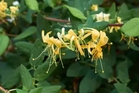 这花被誉为“药铺小神仙”，初冬绝不能错过！清热润肠，还能缓解感冒图片